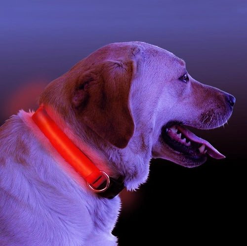 LED light up dog collar glowing in the dark for pet safety during night walks